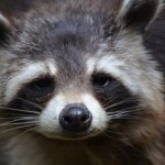 Een onschuldiger boef dan een cybercrimineel