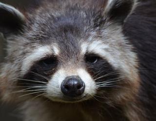 Een onschuldiger boef dan een cybercrimineel